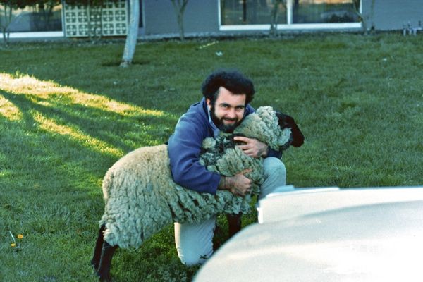 باب ویدلار در کنار گوسفند